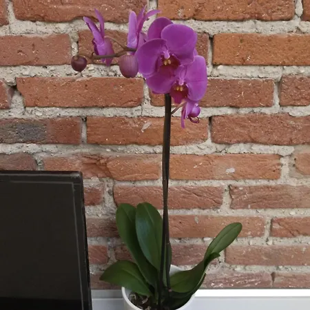 别墅 Nell'arte 彼得拉桑塔